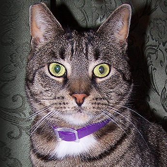 Ceaser