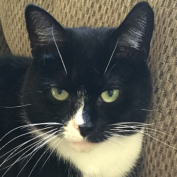 Molly